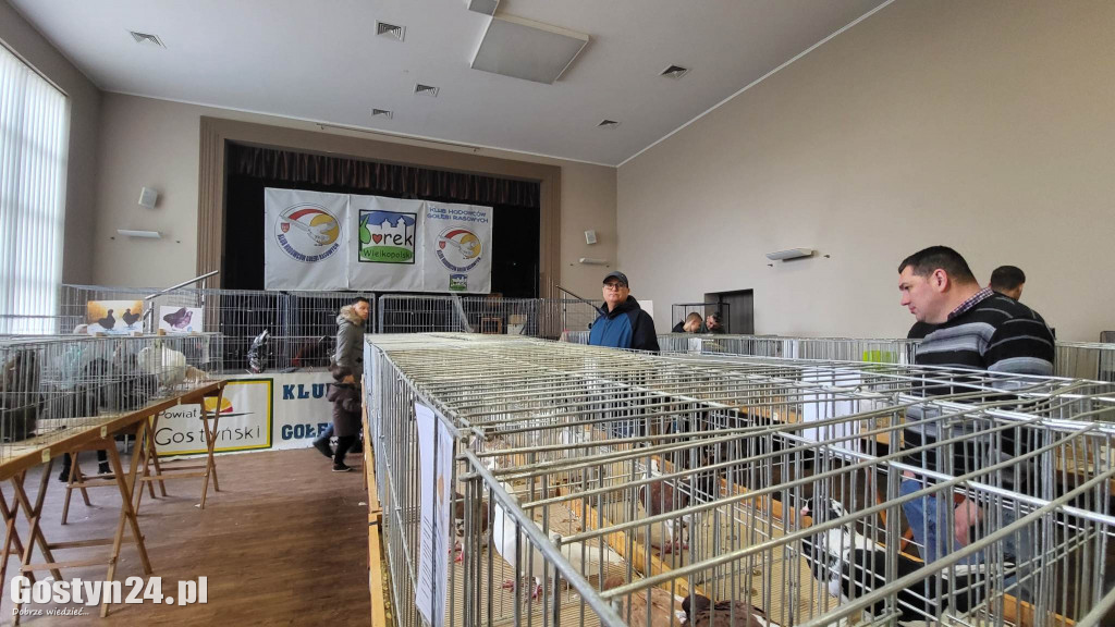 Wystawa gołębi, kur, królików i ptaków egzotycznych