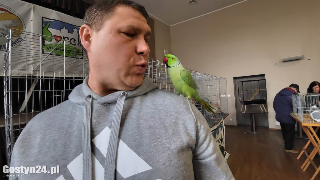Wystawa gołębi, kur, królików i ptaków egzotycznych