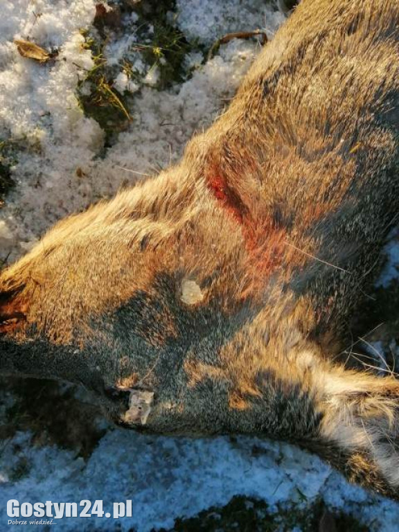 Zagryziona zwierzyna w rejonie gminy Pogorzela