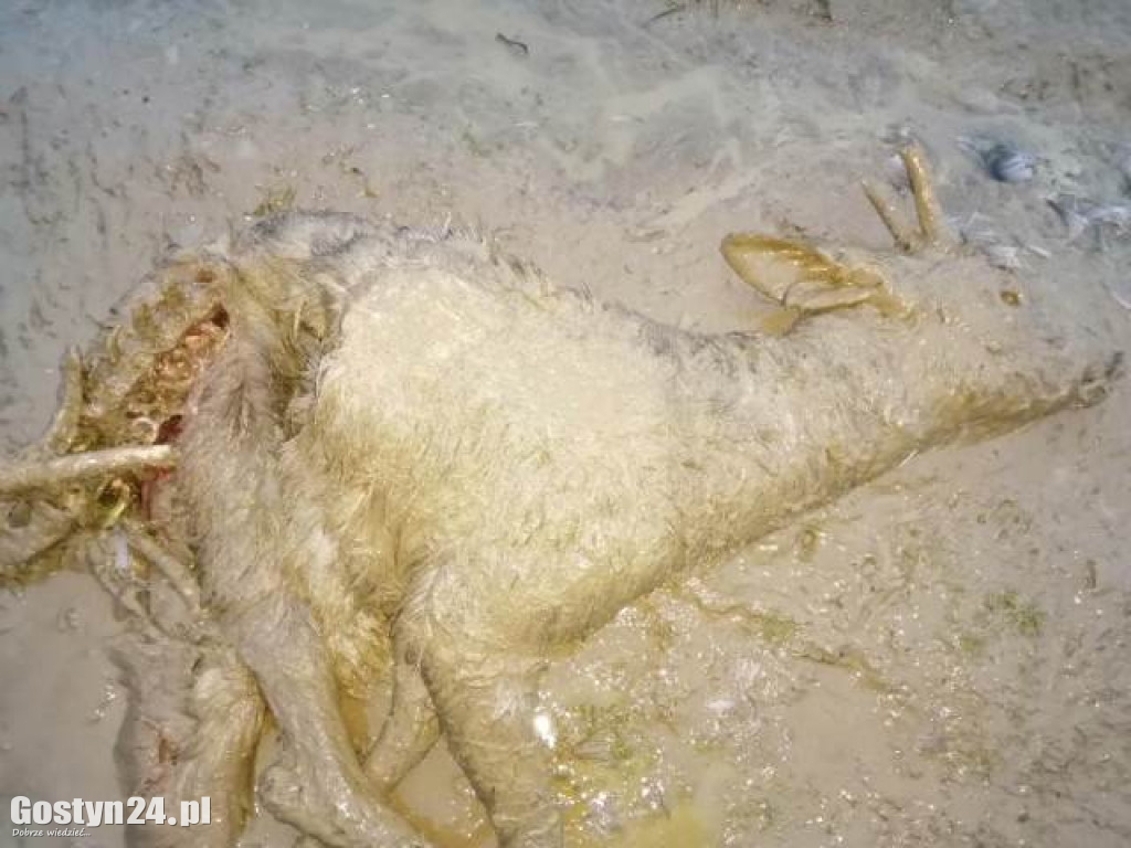 Zagryziona zwierzyna w rejonie gminy Pogorzela