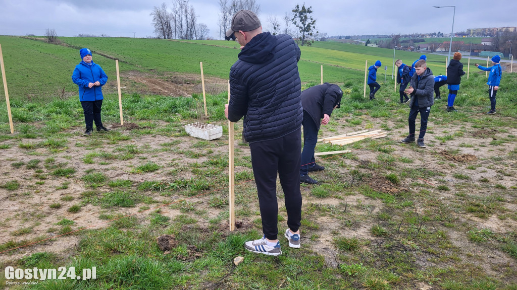 Sadzenie dębów na 100-lecie MKS Kania