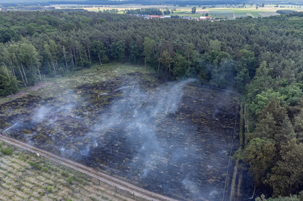 Duży pożar lasu w Gajewie.