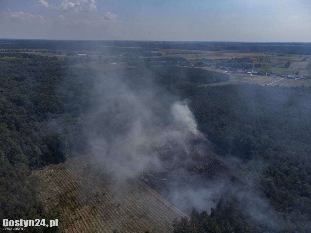 Duży pożar lasu w Gajewie.