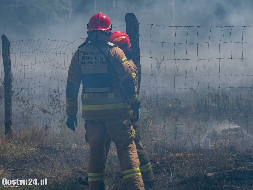 Duży pożar lasu w Gajewie.