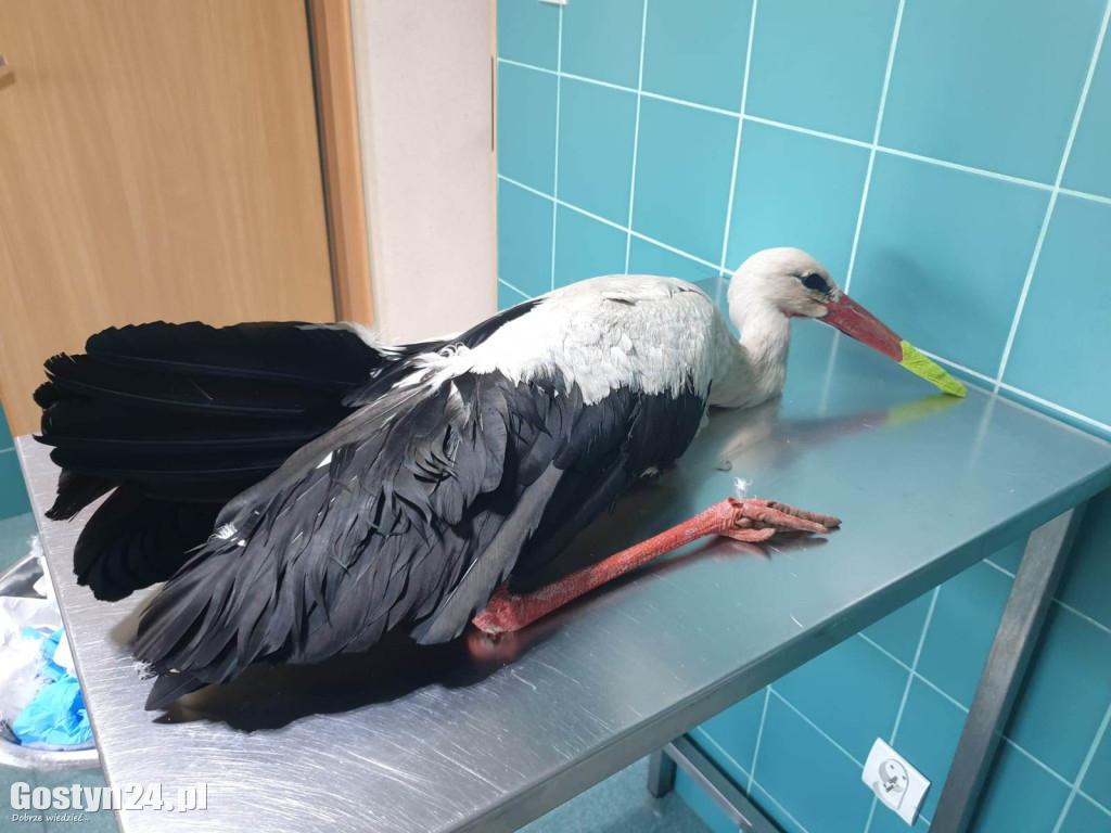 Bocian porażony prądem w Lipiu