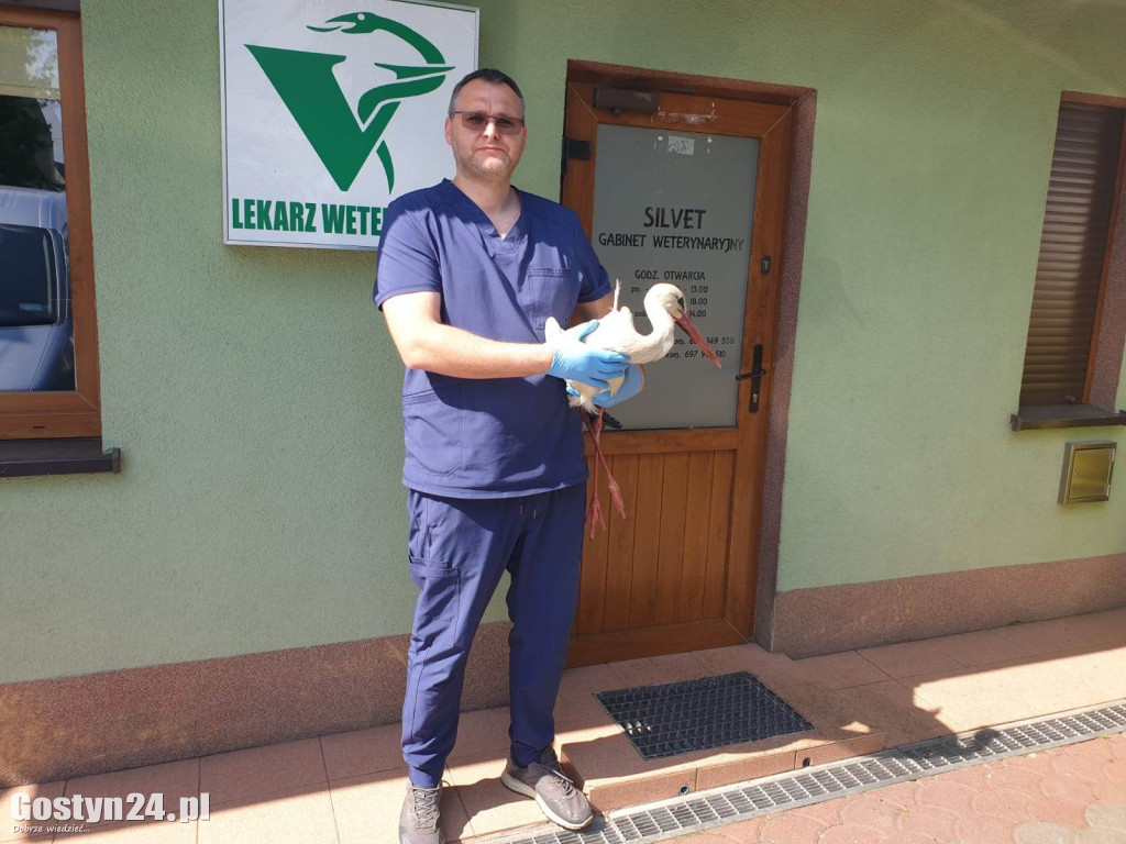 Bocian porażony prądem w Lipiu