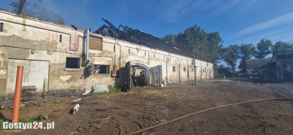 Ogromne straty po pożarze stajni w Podrzeczu