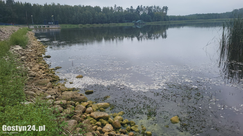 Tysiące śniętych ryb na zalewie w Jeżewie