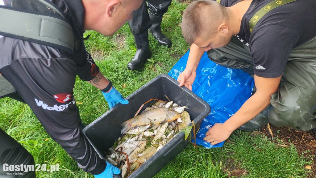 Tysiące śniętych ryb na zalewie w Jeżewie