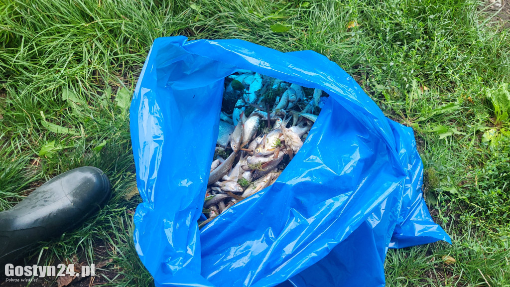 Tysiące śniętych ryb na zalewie w Jeżewie