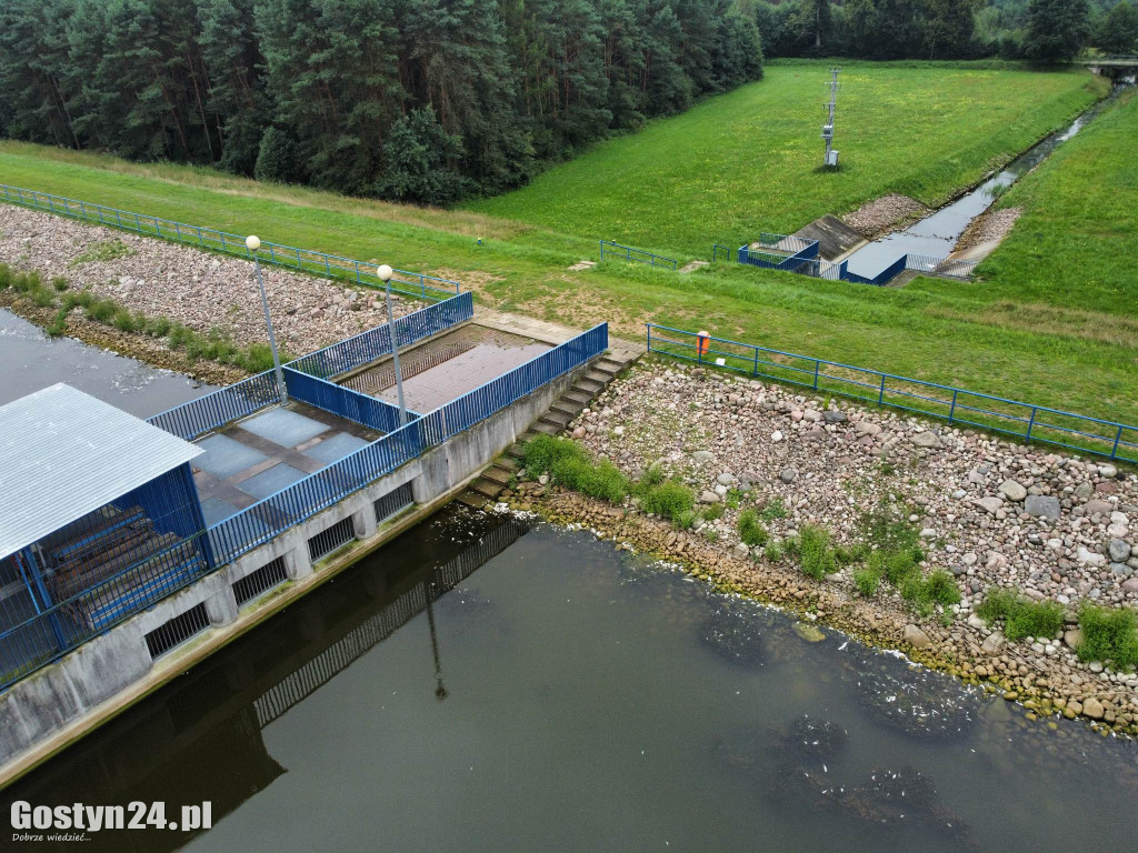 Tysiące śniętych ryb na zalewie w Jeżewie