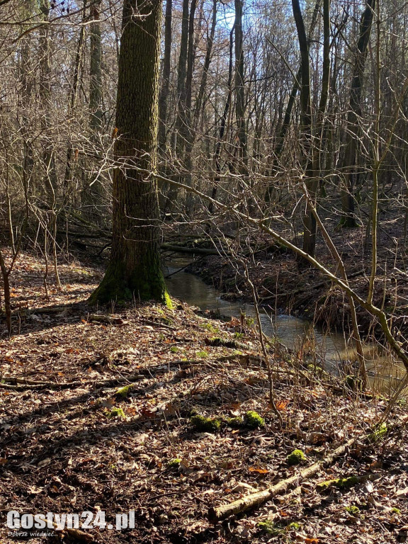 Zdjęcia wykonane przez Czytelników w lesie pomiędzy Siemowem a Bojanicami