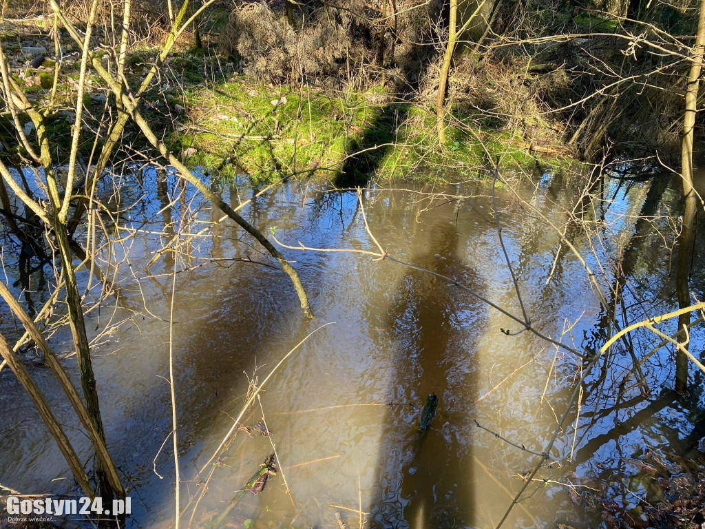 Zdjęcia wykonane przez Czytelników w lesie pomiędzy Siemowem a Bojanicami