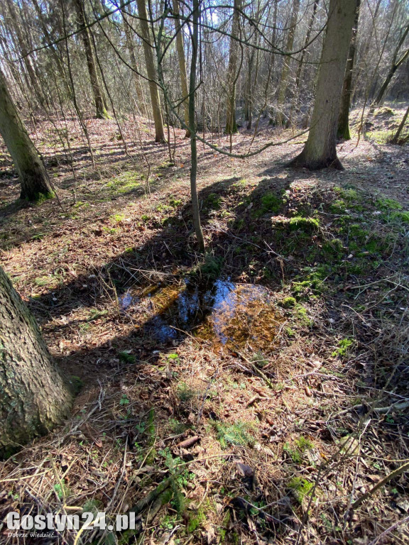 Zdjęcia wykonane przez Czytelników w lesie pomiędzy Siemowem a Bojanicami