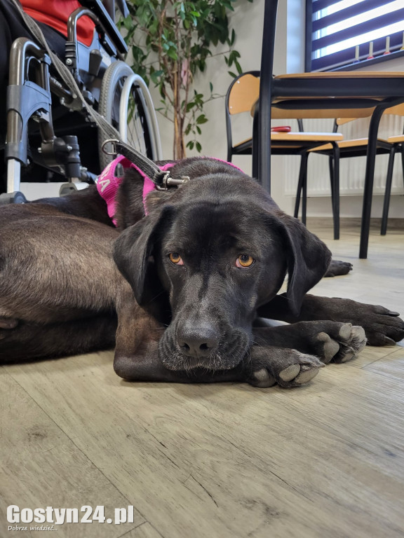 Dogoterapia z udziałem Samby w ŚDS Gostyń