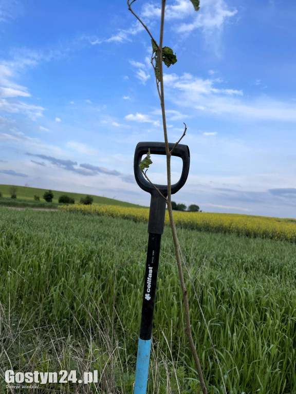 Sadzenie drzewek przez łowczych w gminie Krobia