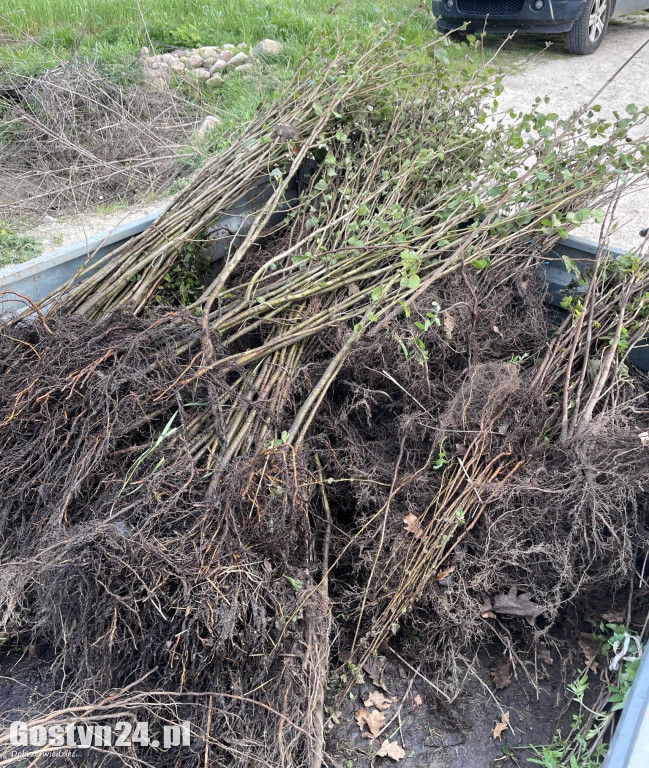 Sadzenie drzewek przez łowczych w gminie Krobia