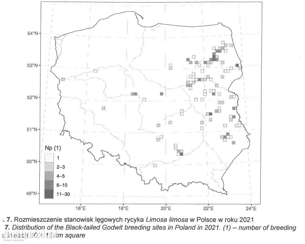 Gostyńskie łąki oazą wymierającego gatunku.