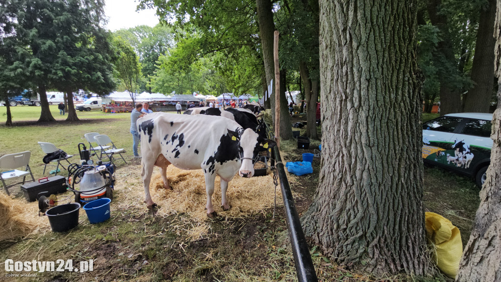 Wystawa zwierząt hodowlanych w Pudliszkach