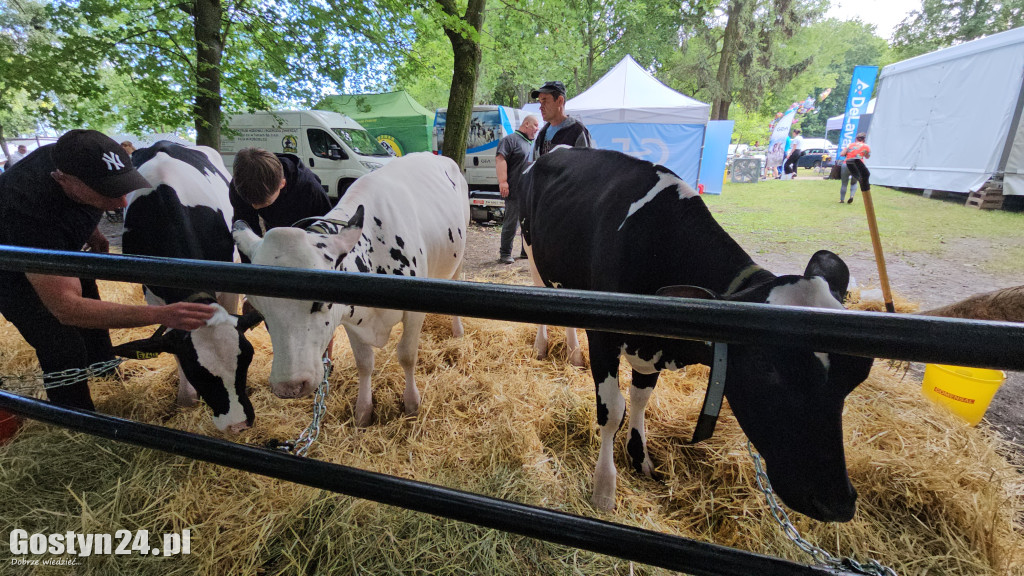 Wystawa zwierząt hodowlanych w Pudliszkach