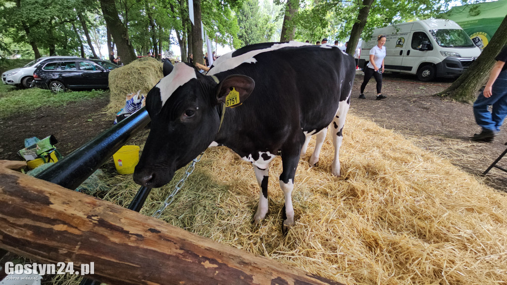 Wystawa zwierząt hodowlanych w Pudliszkach