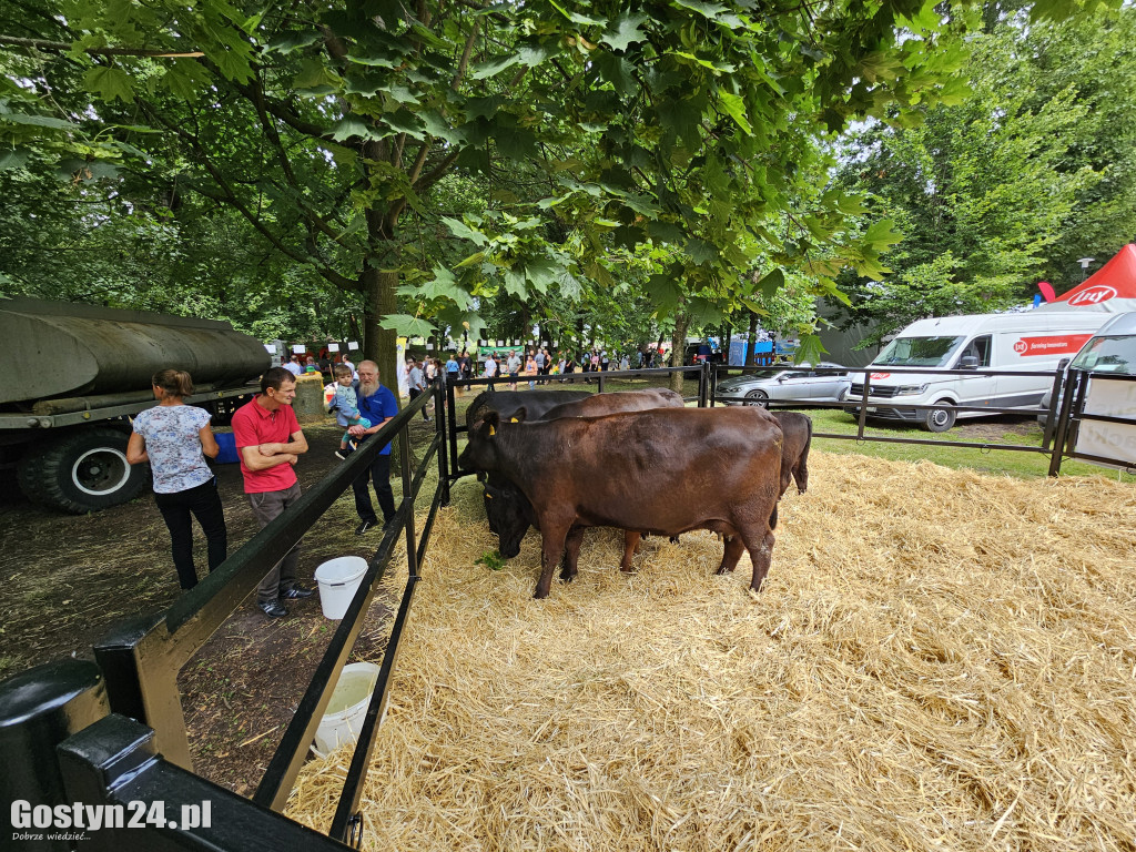 Wystawa zwierząt hodowlanych w Pudliszkach
