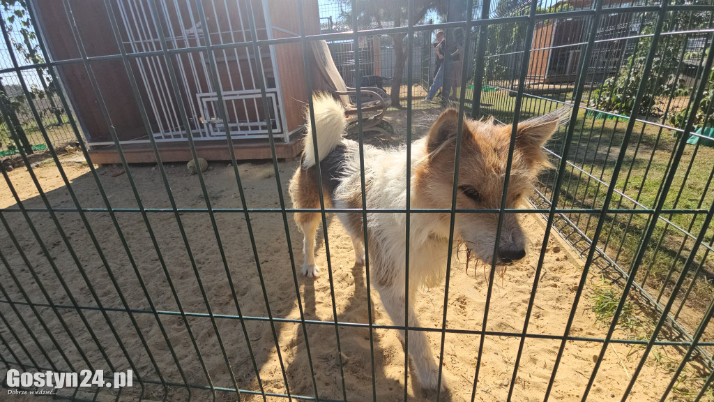 Drzwi otwarte w Przytulisku w Poniecu