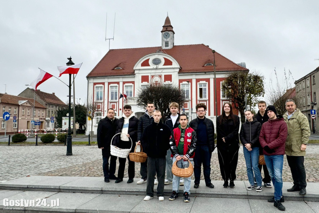 Sadzonki tulipanów na Dzień Niepodległości w Gostyniu