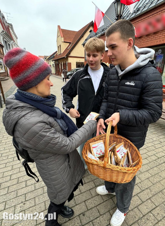 Sadzonki tulipanów na Dzień Niepodległości w Gostyniu