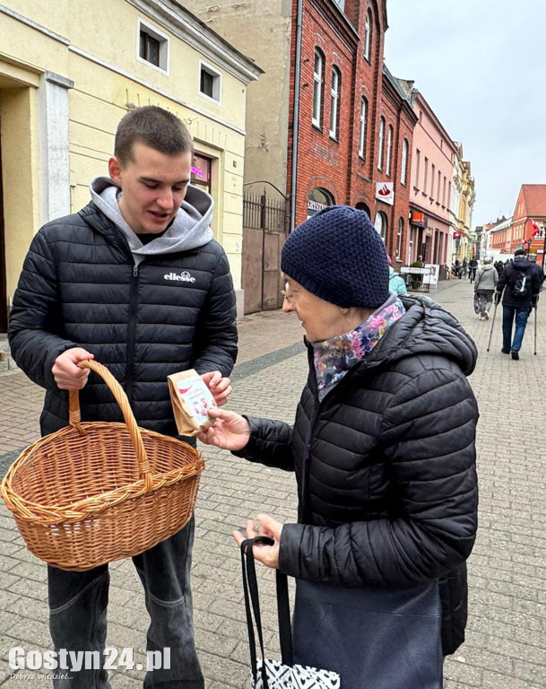 Sadzonki tulipanów na Dzień Niepodległości w Gostyniu