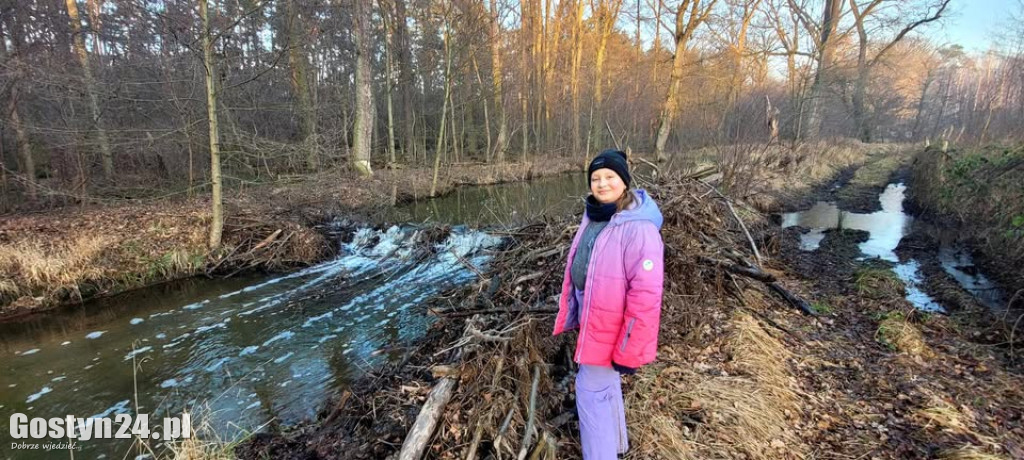 Bobry z okolic Karca i Rokosowa