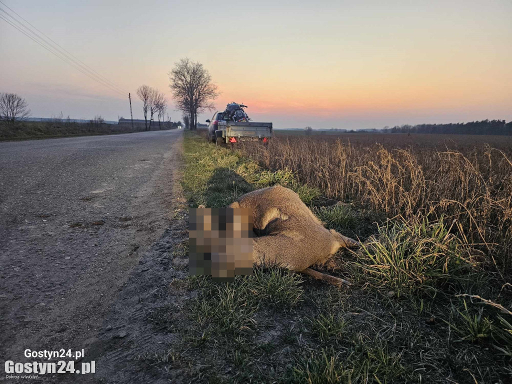 Wypadek motocyklisty. Uderzył w przebiegającą sarnę