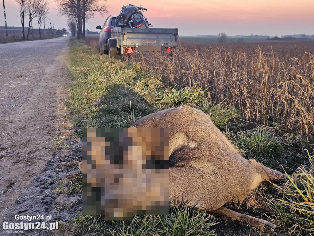 Wypadek motocyklisty. Uderzył w przebiegającą sarnę