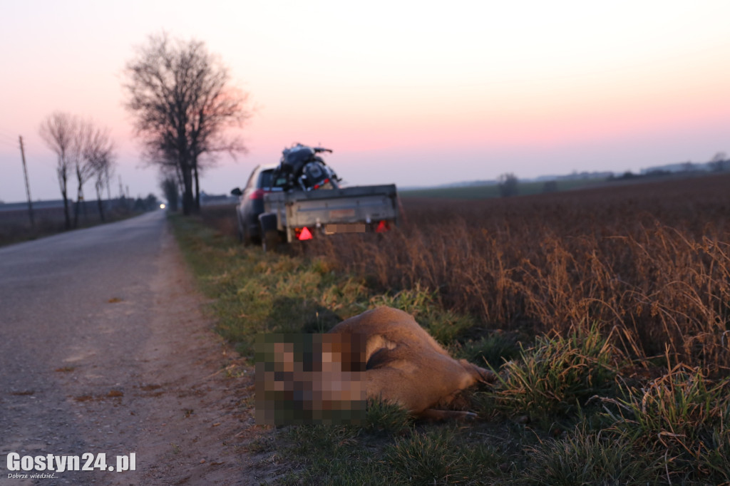 Wypadek motocyklisty. Uderzył w przebiegającą sarnę