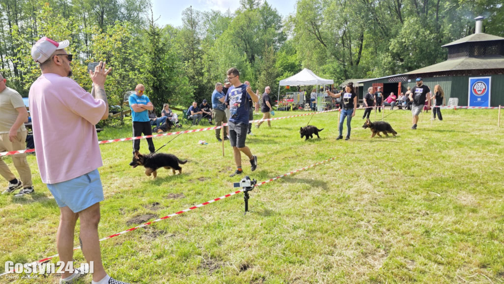 Wystawa owczarka staroniemieckiego w Karcu