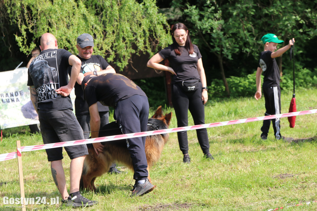 Wystawa owczarka staroniemieckiego w Karcu