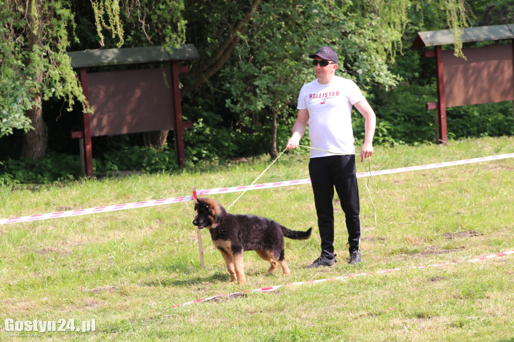 Wystawa owczarka staroniemieckiego w Karcu