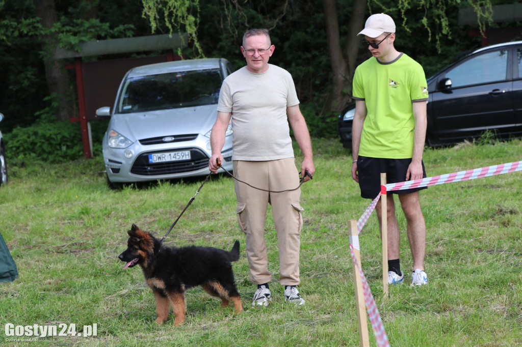 Wystawa owczarka staroniemieckiego w Karcu