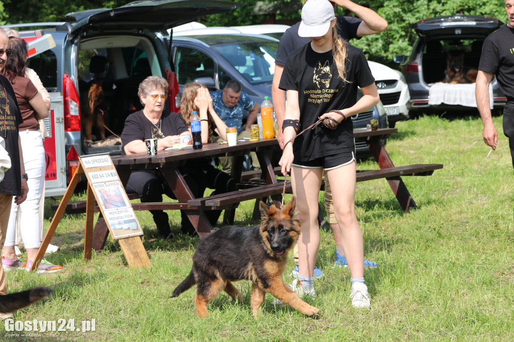 Wystawa owczarka staroniemieckiego w Karcu