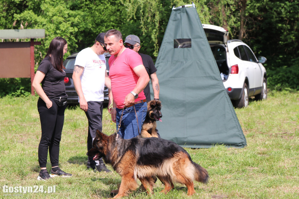 Wystawa owczarka staroniemieckiego w Karcu