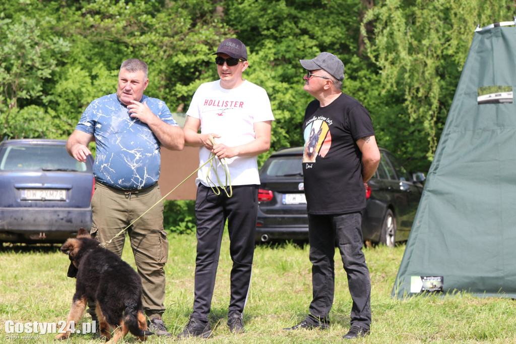 Wystawa owczarka staroniemieckiego w Karcu