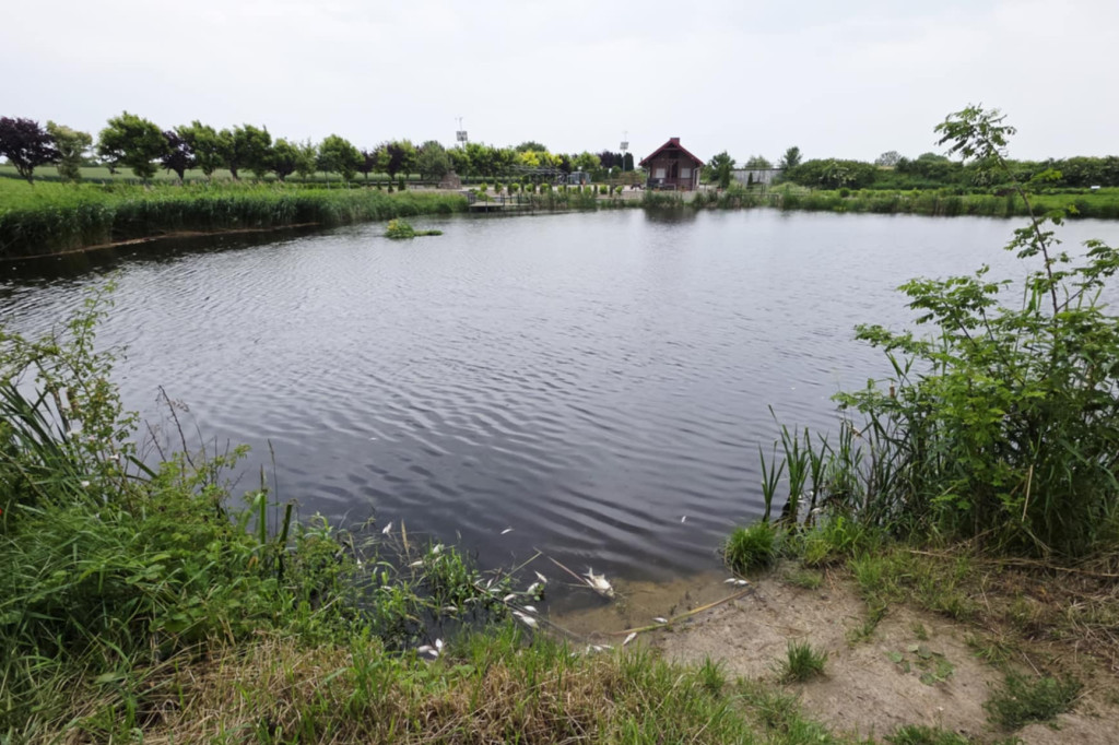 Śnięte ryby w stawie na Żgalinach