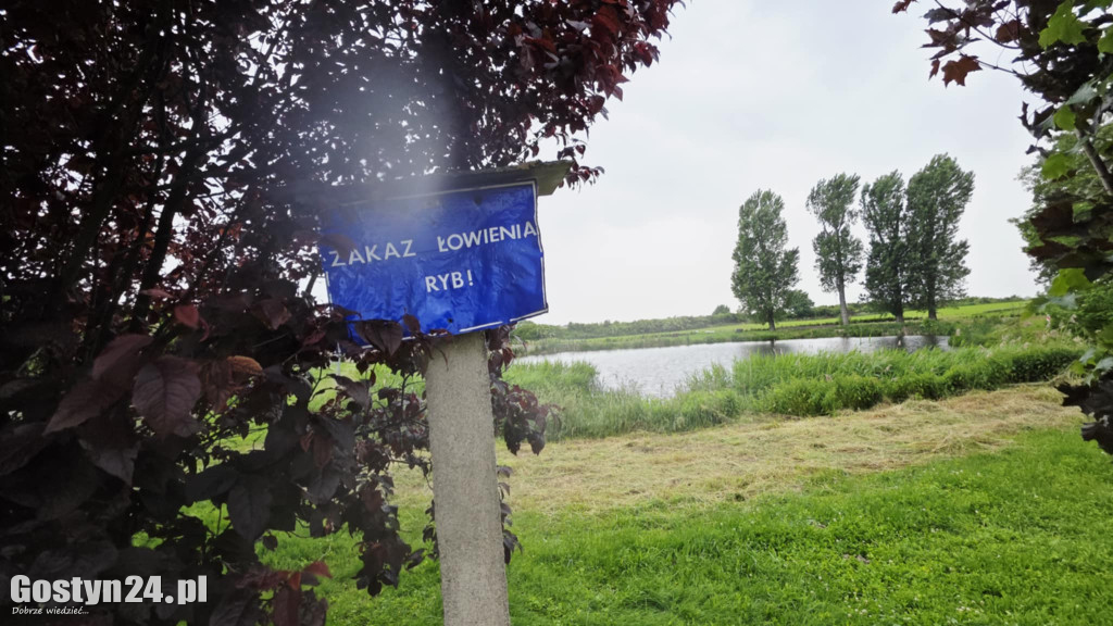 Śnięte ryby w stawie na Żgalinach