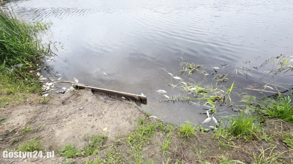 Śnięte ryby w stawie na Żgalinach