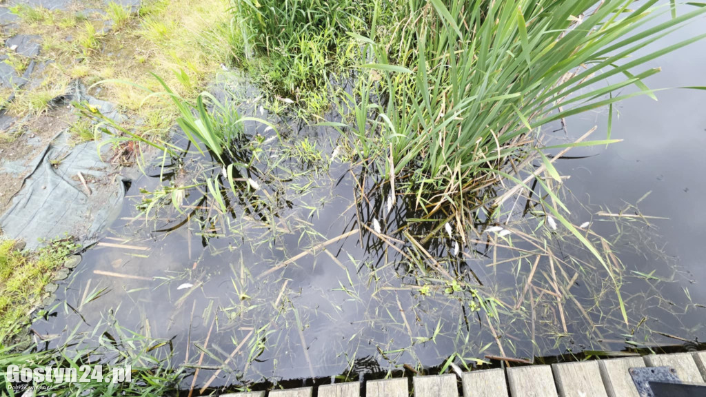 Śnięte ryby w stawie na Żgalinach