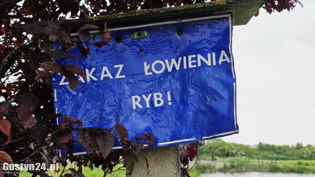 Śnięte ryby w stawie na Żgalinach