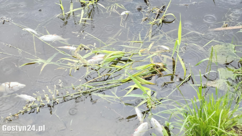 Śnięte ryby w stawie na Żgalinach