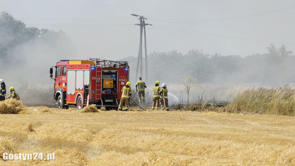 Pożar pola w Krzekotowicach, w gminie Pępowo