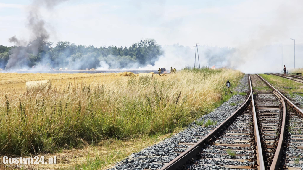 Pożar pola w Krzekotowicach, w gminie Pępowo