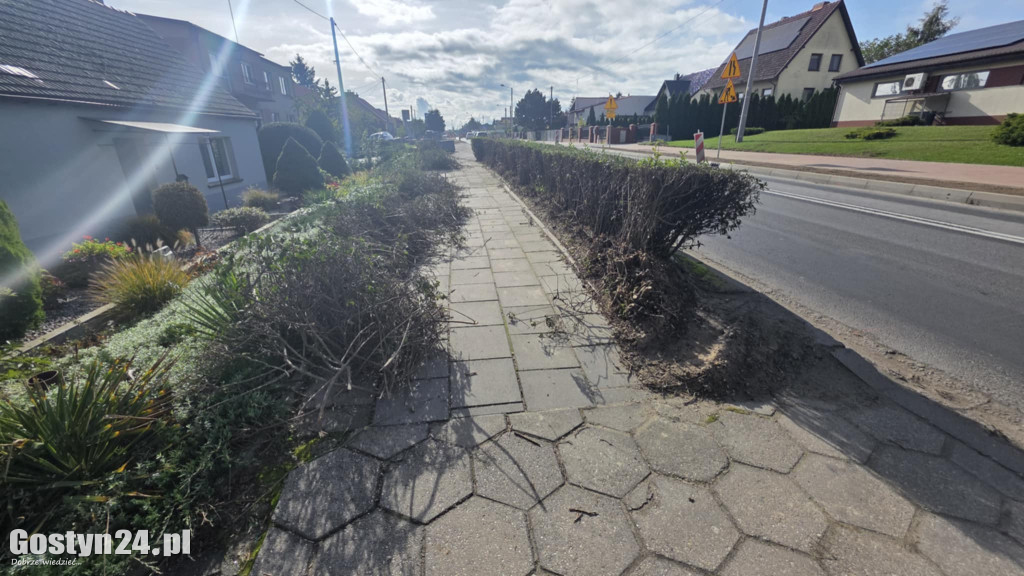 Żywopłoty przy ul. Poznańskiej w Gostyniu